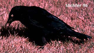 Male Brewer's Blackbird: Euphagus cyanocephalus 