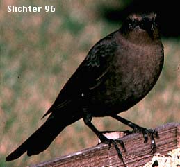 Female Brewer's Blackbird: Euphagus cyanocephalus 