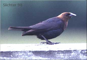 Brown-headed Cowbird: Molothrus ater