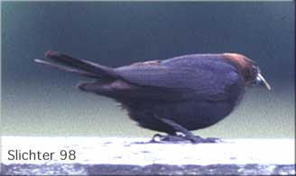 Brown-headed Cowbird: Molothrus ater