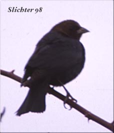 Brown-headed Cowbird: Molothrus ater