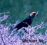 Yellow-headed Blackbird: Xanthocephalus xanthocephalus