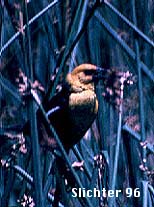 Yellow-headed Blackbird: Xanthocephalus xanthocephalus