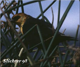 Yellow-headed Blackbird: Xanthocephalus xanthocephalus