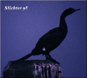 Pelagic Cormorant: Phalacrocorax pelagicus