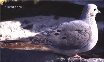 Mourning Dove: Zenaida macroura