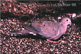 Mourning Dove: Zenaida macroura