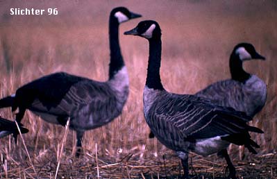 Canada Goose: Branta canadensis