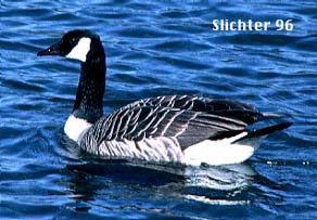 Canada Goose: Branta canadensis