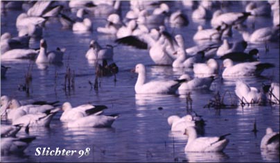 Snow Goose: Chen caerulescens