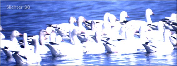 Snow Goose: Chen caerulescens