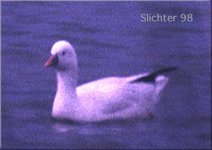 Snow Goose: Chen caerulescens