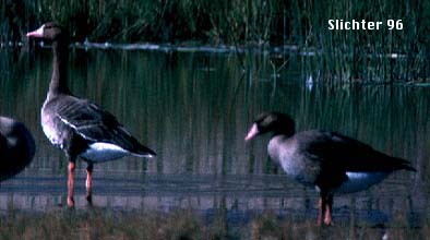 White-fronted Goose: Anser albifrons