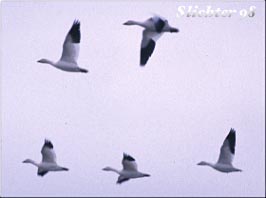 Snow Goose: Chen caerulescens