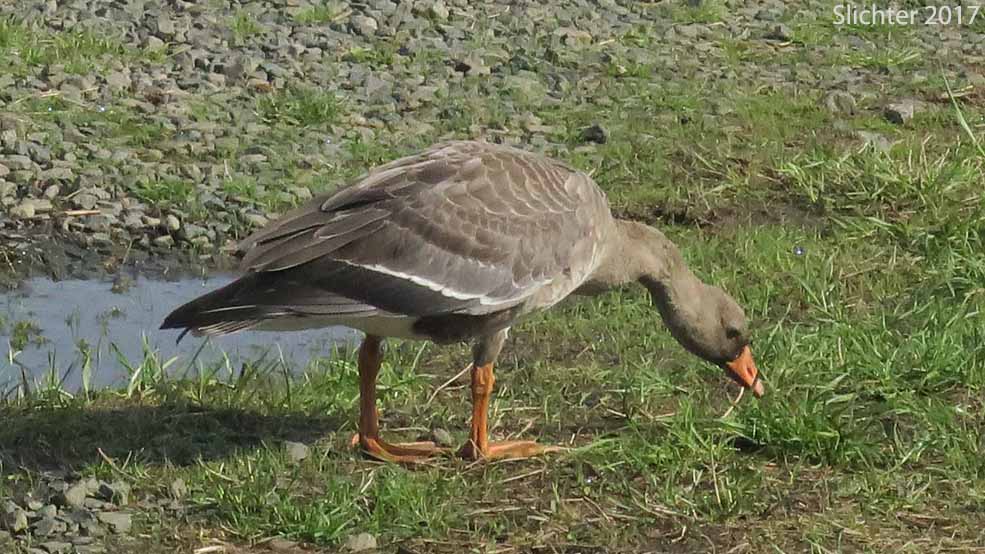 White-fronted Goose: Anser albifrons