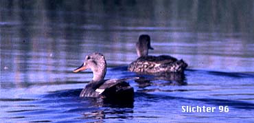 Gadwall: Anas strepera