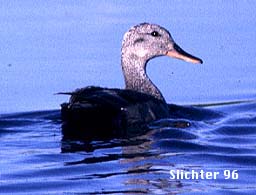 Gadwall: Anas strepera