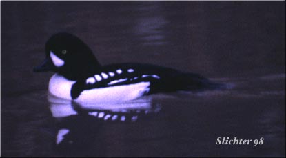 Barrows Goldeneye: Bucephala islandica