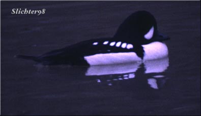 Male Barrows Goldeneye: Bucephala islandica