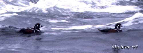 Harlequin Ducks on the Oregon Coast......March 1977.