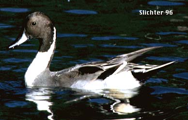 pintail/Pintails03-10-2019b.jpg