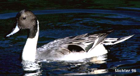 Northern Pintail: Anas acuta