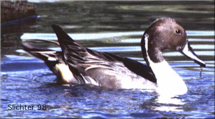 Northern Pintail: Anas acuta