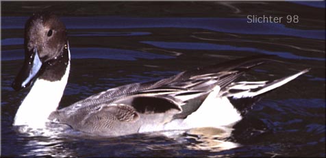 Northern Pintail: Anas acuta