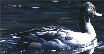 Northern Pintail: Anas acuta