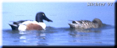 Northern Shoveler: Anas clypeata