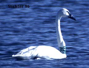 Trumpeter Swan: Cygnus buccinator