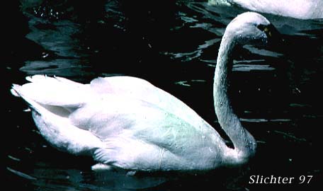 Tundra Swan: Cygnus buccinat