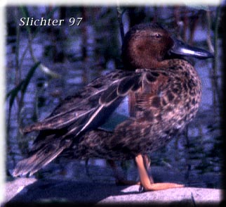 Female Cinnamon Teal: Anas crecca