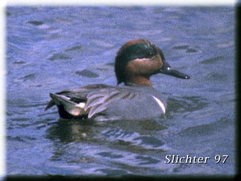 Green-winged Teal: Anas crecca