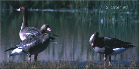 White-fronted Goose: Anser albifrons