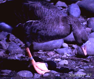 White-fronted Goose: Anser albifrons