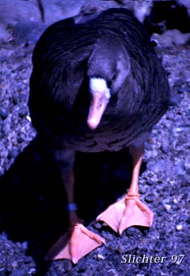 White-fronted Goose: Anser albifrons