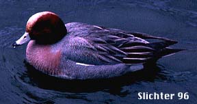 Male Eurasian Wigeon: Anas penelope