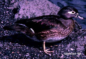 Female Wood Duck: Aix sponsa