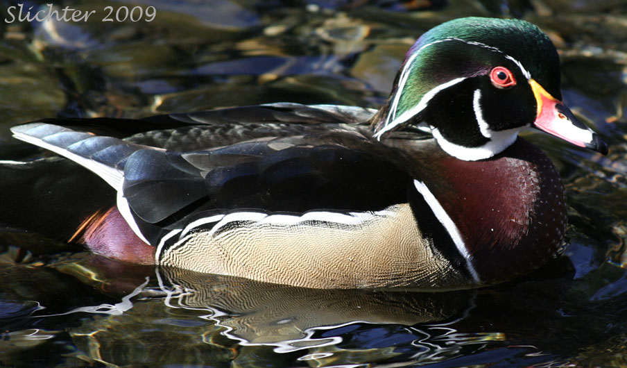 Male Wood Duck: Aix sponsa