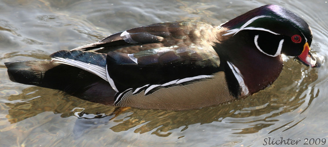 Male Wood Duck: Aix sponsa