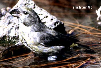 Female Red Crossbill: Loxia curvirostra