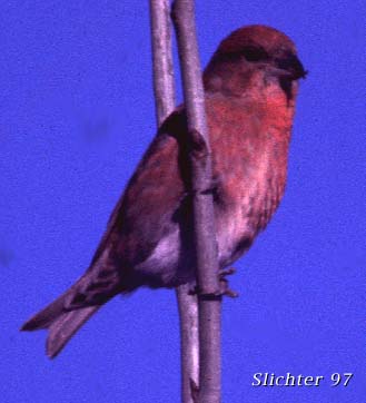 Male Red Crossbill: Loxia curvirostra