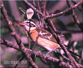 Black-headed Grosbeak: Pheucticus melanocephalus