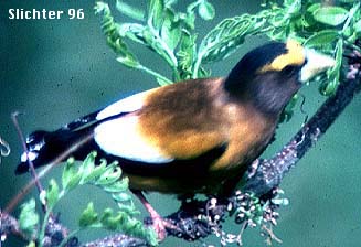 Evening Grosbeak: Coccothraustes vespertinus