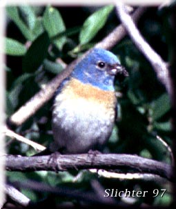 Male Lazuli Bunting: Passerina amoena