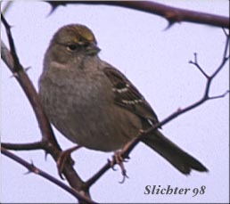 Golden-crowned Sparrow: Zonotrichia atricapilla