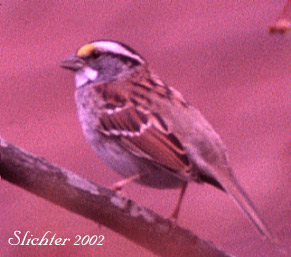 White-throated Sparrow: Zonotichia albicollis