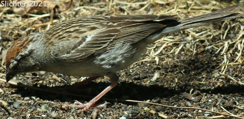 Chipping Sparrow: Spizella passerina