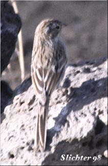 Immature Chipping Sparrow: Spizella passerina